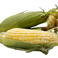 Elote Amarillo 1PZ