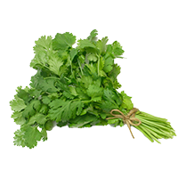Cilantro 1PZ
