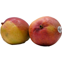 Mango Hadden Tommy Mediano 9 1PZ