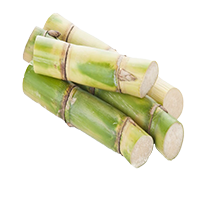 Cana de Azucar 10pz  1CS 